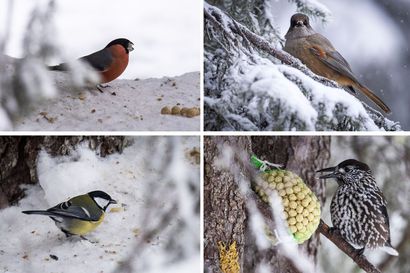 Lintuharrastuksen suosio kasvaa luontobuumin mukana – talvi on paras aika aloittaa tarkkailu