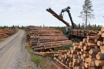 Paula-myrsky leikkaa Kuusamon yhteismetsän tulosta – "Puunkorjuu on esitetyllä määrällä yhä kestävää ja puuston kasvu pysyy poistumaa suurempana"