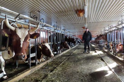 Kemiä lukuunottamatta jokaisessa Lapin kunnassa on yhä lehmiä –  Urho Guttormin tila Utsjoella on koko EU:n pohjoisin