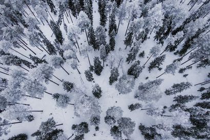 Suomen metsien hiilivarasto on kasvanut, vaikka metsätalous on suhteellisen intensiivistä