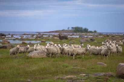 Perämeren rantaniityille Euroopan maisemapalkinnon kunniamaininta - lampaat ja lehmät pitävät yllä perinnemaisemaa