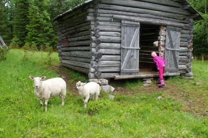 Lammaspaimenen paikat haussa – Rytivaaran kruununtorppa Syötteen kansallispuistossa yksi kohteista