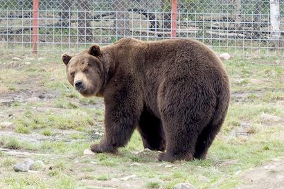 Nuori karhu karkasi Kuusamon suurpetokeskuksesta ja hyökkäsi Sulo Karjalaisen kimppuun – emokarhu houkuteltiin takaisin aitaukseen hunajalla