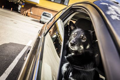 Kuuma auto muuttuu äkkiä surmanloukuksi – Koiria jää yhä autoihin helteellä, vaikka tilanne onkin parantunut