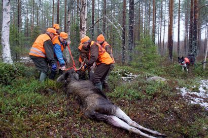 Yli 4000 hirvenpyyntilupaa Oulun alueelle– Oulaisissa saa pyytää myös yhden valkohäntäpeuran