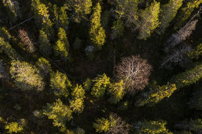 Suomen Luontopaneeli tarjoaa luontokadon torjuntaan työkaluja, joiden käytön suurin este on taloudellinen realiteetti – silti tarjous on otettava vakavasti