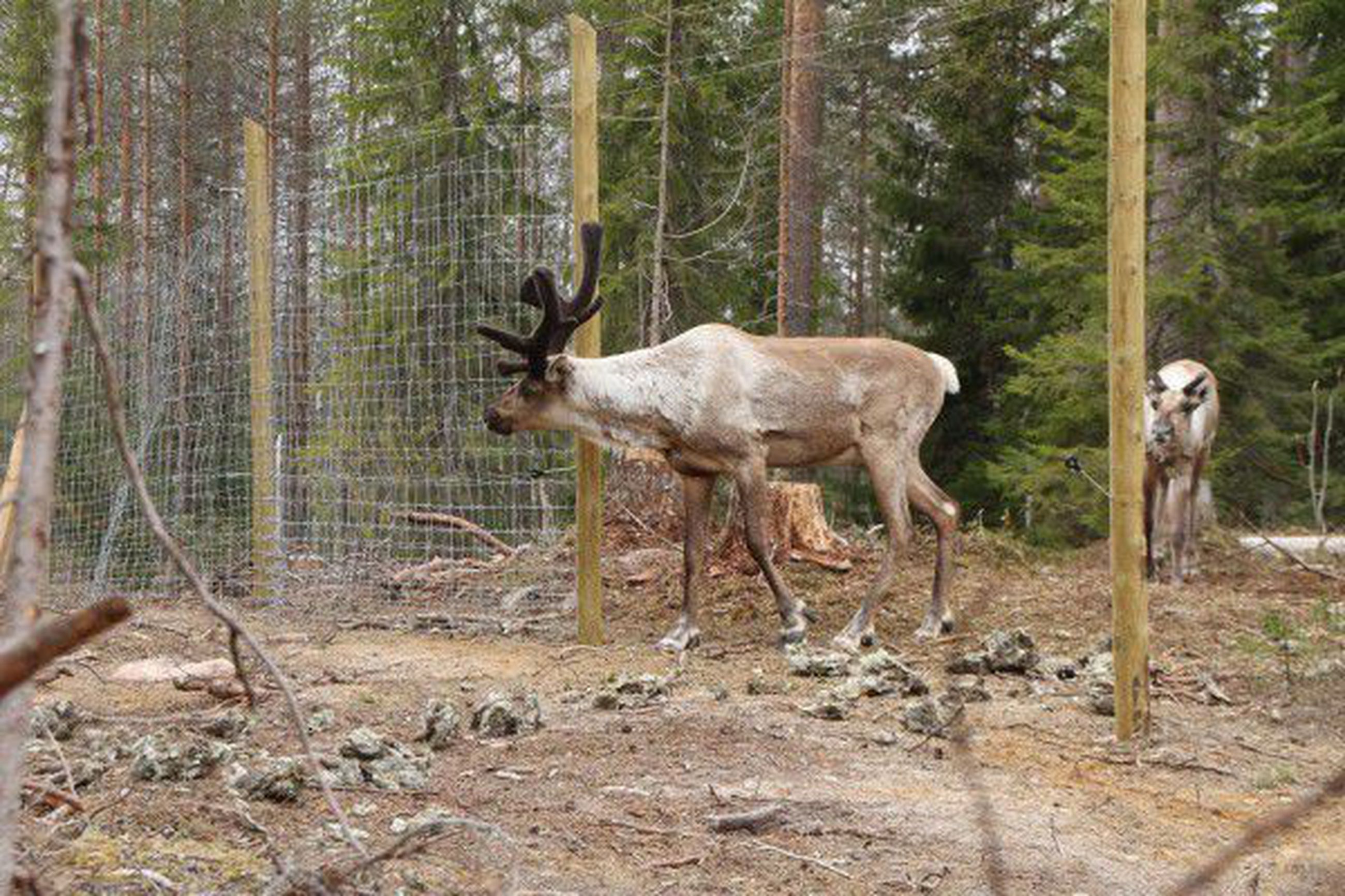 Metsäpeuroista tuli agressiivisia pihavieraita: Metsähallitus päätyi  lopettamaan kaksi luontoon vapauttamaansa hirvasta | Kaleva