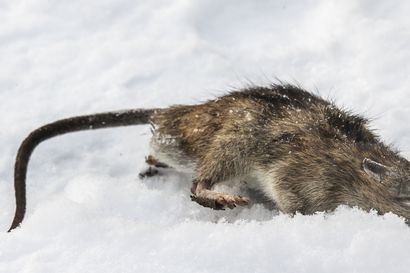 Rottakanta on lisääntynyt Raahenkin alueella – nettikysely rottaongelmasta avautuu torstaina