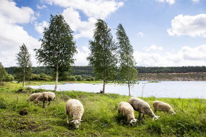 Yläkemijoen kylämaisemiin perustettiin Suomen seitsemäs maisemanhoitoalue – alueella jääkauden muovaamia joenvarsinäkymiä