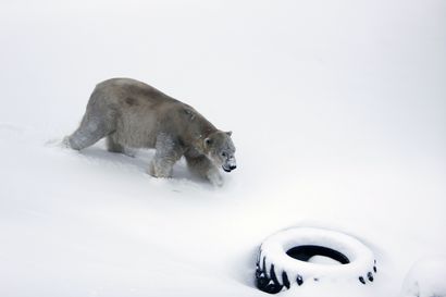 Jääkarhu-uros Nord muutti Ranuan eläinpuistoon, tutustuminen Venus-karhuun alkaa myöhemmin keväällä