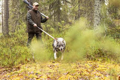 "Heikko syksy", sanoo kuusamolainen Aku Määttä – Karhujahtia jäljellä vielä pari viikkoa, kiintiöistä käyttämättä 14 lupaa: vierasmetsästäjissä ei ryntäystä Kuusamoon