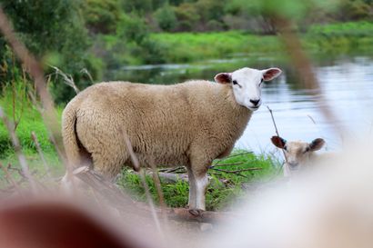 Kahdeksan lammasta hakeutui sateen suojaan ja jäi jumiin Siikajoella