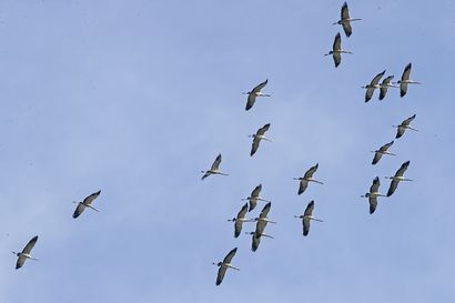 Runsaasti kurkia vielä Pohjois-Suomessa – EuroBirdwatch-tapahtumaan ilmoitettiin viikonloppuna Suomesta runsaat 1,5 miljoonaa lintuyksilöä