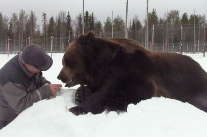 Joulupukki ja talviunia viettävä Juuso-karhu lähettävät videolla jouluterveiset – "Karhut tunnistavat, että joulupukilla on tuttu ääni"