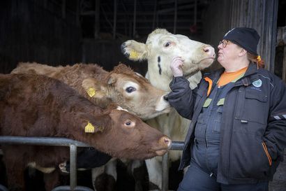 Liminkalainen Leea Sangi kokee syntyneensä puolikaupunkilaisena ja tulleensa maalaiseksi, koska lehmiä ei voi viedä kaupunkiin – Oulussa tutkitaan, miten maaseutu muistetaan ja koetaan