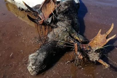 Kuolleet luonnoneläimet ovat maanomistajan vastuulla – Pudasjärvellä mökkirannasta löytyi talven jäljiltä hirvenraato, jolle ei löytynyt noutajaa