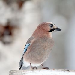 Pihabongaus kutsuu tarkkailemaan lintuja ensi viikonloppuna  – viime vuonna tapahtumassa oli mukana 674 pihaa Lapissa