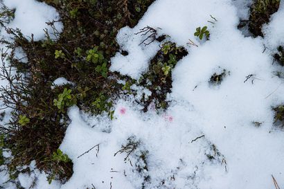 Lämmin sää on sulattanut tehokkaasti Lapissa maahan sataneen lumen – kylmenemistä ei ole vielä näköpiirissä
