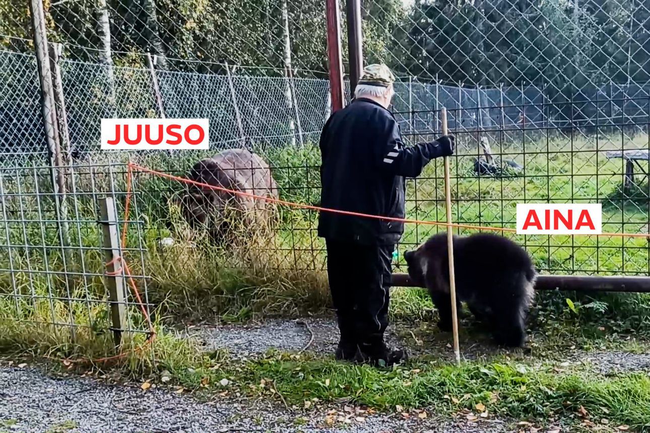 Orpo Aina-karhu kohtasi Sulo Karjalaisen johdolla Juuson – katso, kuinka kaksikon tapaaminen meni