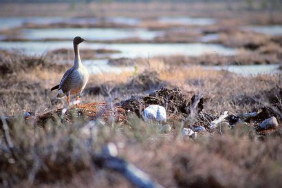 Pudasjärvellä voi pitkästä aikaa lähteä metsähanhijahtiin – Saaliskiintiöksi säädetty yksi lintu metsästäjää kohti