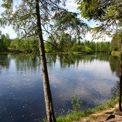 Kirjolohen istutukset alkaneet Oulun kaupungin vesialueilla