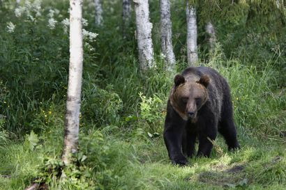 Sodankylässä kaadettiin karhu pyynnin ensimmäisenä päivänä