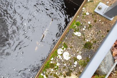 Lohella on todettu vesihometta Oulussa– tutkija: yleinen ilmiö nousevilla lohilla tähän aikaan vuodesta