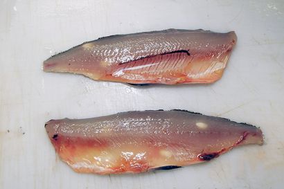 Inarijärven kalojen loistilanne näyttää parantuneen viime vuosina – hauen pyynti on vähentänyt siikojen loisia