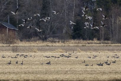 Suurin osa Pohjoismaiden kiljuhanhista levähtää yhdellä pellolla – Dna-näytteiden avulla äärimmäisen uhanalaisen linnun pesimäpaikkoja yritetään löytää Lapista