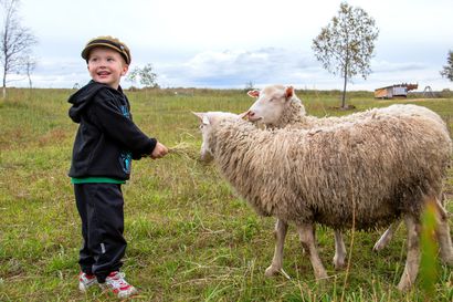 Neljävuotias oulunsalolainen Paavo tietää lammaskesän päättyvän pian – määkijöillä on tärkeä rooli Vihiluodossa