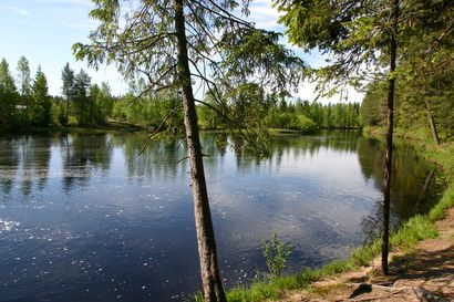 Kirjolohen istutukset alkaneet Oulun kaupungin vesialueilla