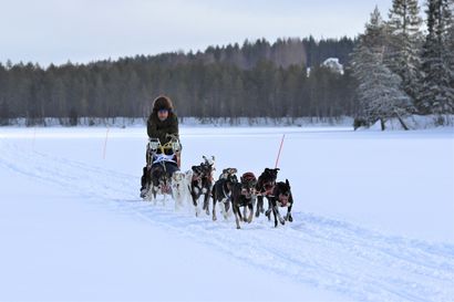 Ivalolainen Juha-Pekka Björkstedt ajoi voittoon koiravaljakkokilpailussa Kuusamossa – Husky-yrittäjillä on nyt ollut aikaa kilpailuille ja retkeilylle