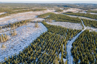Porotalous vastustaa Kuusamon uutta tuulipuistohanketta, joka toisi Posion rajalle kuusi voimalaa – "Vastaavaa aluetta ei ole muualla paliskunnassa"