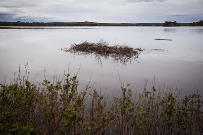 Tuorein tulvaennuste: Kittilän tulvan uskotaan olevan vuoden 2005 tasoa, Rovaniemelläkin vahinkoraja ylittyy reilusti