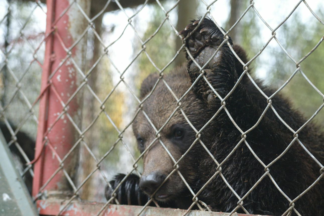 Kuusamon Suurpetokeskuksen pitää korjata epäkohdat kesän loppuun mennessä – eläintarhalupaa ei peruta vielä, Vyöti-karhu lopetetaan