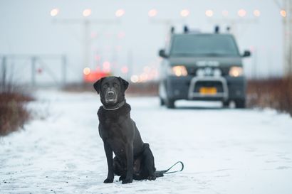 Lapin lennoston sotakoira Tonni valittiin Vuoden sotakoiraksi – pitkän uransa aikana koira on etsinyt huumeita ja kadonneita