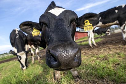 ELVI-merkki kertoo kuluttajalle eläinten hyvinvoinnista: Ensimmäiset ELVI-maitotuotteet tulossa myyntiin