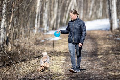 Lukkiutumaton talutin näyttää pääsevän tuotantoon Oulussa – kemiläiskeksintö tähtää Amerikan isoille lemmikkimarkkinoille