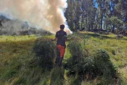 Paratiisinreiässä nousee kuusinuotion savu ja se on arvokkaalle saarelle hyvä uutinen – Työ luonnon hyväksi on pitkän linjan talkoolaiselle vuosi vuodelta tärkeämpää