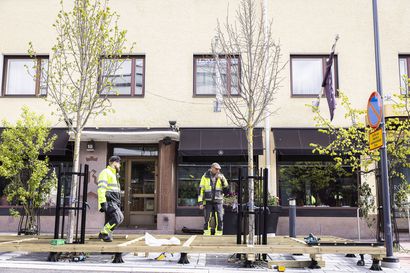 Puitaan puolustava hotelliyrittäjä sai Rovaniemen kaupungilta luvan terassille – puiden kohtalosta päätetään myöhemmin