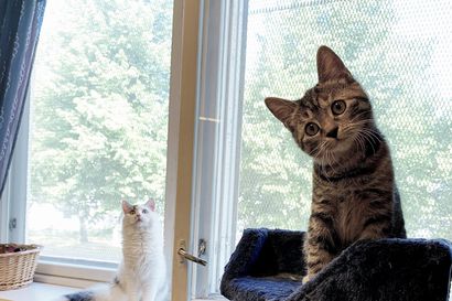 Hylättyjä kissoja löytyy eniten syksyllä Siikajokilaaksossa, ja valtakunnallisesti nyt on menossa kissakriisi