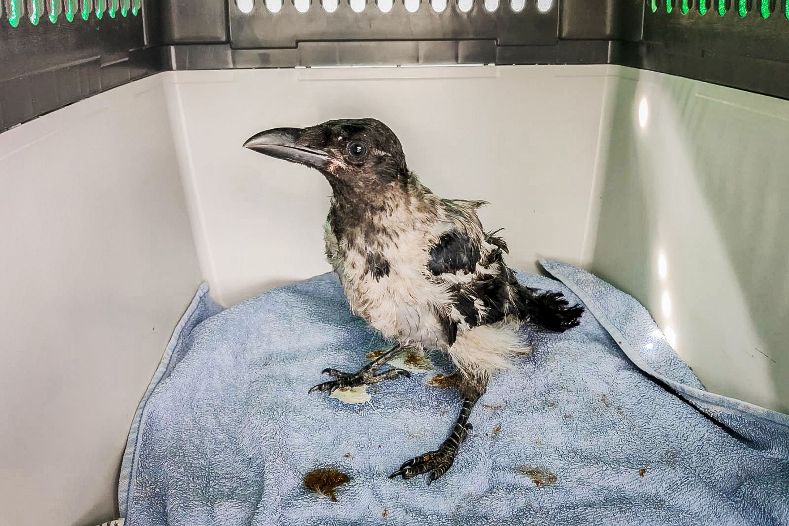 Riutunut Roso-varis pelastettiin ja kuljetettiin hoitoon – Ihmisen ruoka  aiheuttaa linnunpoikasille vakavaa kehityshäiriötä | Pohjoisen Polut