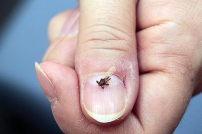 Hirvikärpästen leviäminen pohjoiseen on käytännössä pysähtynyt 10 vuoden aikana – Hiusrajaan mönkivien hyönteisten huippukausi on elo–syyskuussa