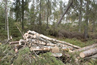 MTK: Metsänomistajat ovat entistä tyytymättömämpiä puun hintaan
