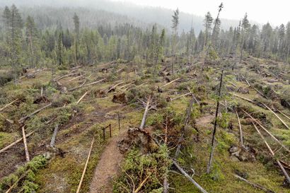 "Myrskytuho tulee vaikuttamaan Koillismaan metsiin ja metsätalouteen pitkään tulevaisuudessa" – Myrskyssä vaurioituneiden puiden korjuu on hidasta
