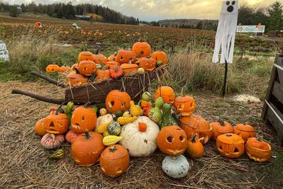 Kurpitsa kuuluu halloweeniin kuin nauris sen eurooppalaiseen esikuvaan – Miten kauhuvoittoinen amerikkalaisjuhla istuu suomalaisiin koteihin?