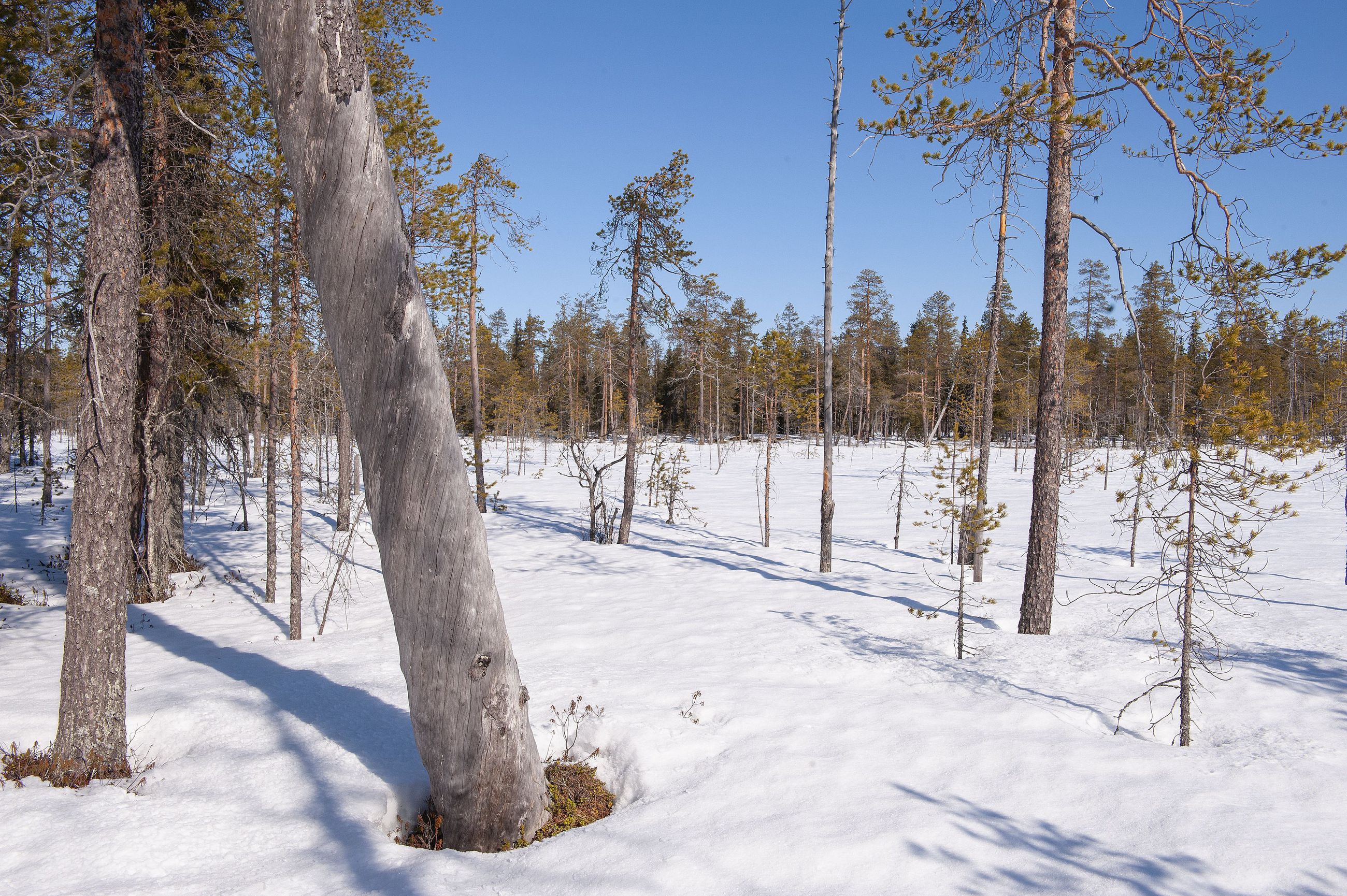 Kuusamosta löytyy puisto, jonne ulkopaikkakuntalaisilla ei ole asiaa –  Sukerijärven luonnonpuisto näyttää, miten luonto toimii ilman ihmistä |  Pohjoisen Polut