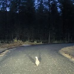 "On aika harvinaista nähdä tällainen lintu" – lähes valkoinen metso tepasteli keskellä metsäautotietä Sallassa, katso video