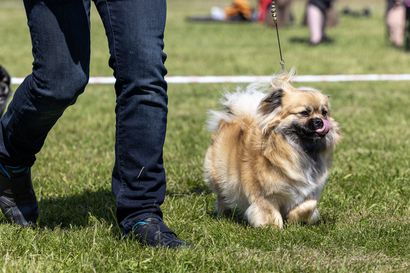 Tuhannet koirat valtasivat viikonloppuna Äimäraution ravipyhätön – nelijalkaisia käyskentelijöitä saapui paikalle ulkomaita myöten