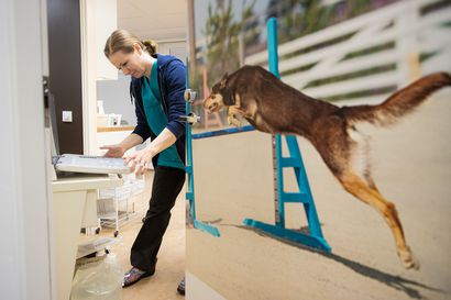 Yksityinen eläinlääkäriasema avasi Kuusamoon – "Haluan pystyä vaikuttamaan omaan työhöni ja tehdä sitä omia arvojani kunnioittaen"
